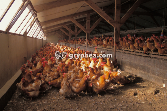 Elevage de Poules de chair - gryphea.com